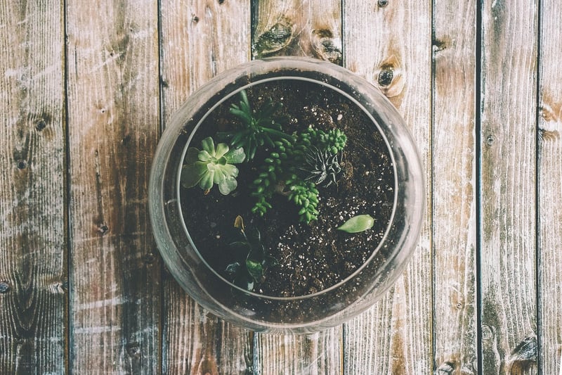 DIY Terrarium Kits