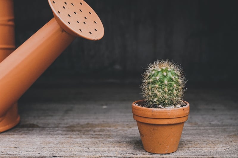 Succulent Plants